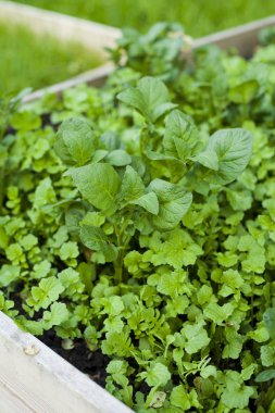 Yükseltilmiş yataklı sebze bahçesinde yetişen patatesler.