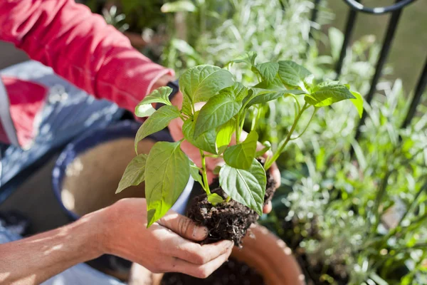 Man Gardener transplanteren van jonge Chili peper planten naar grotere p — Stockfoto