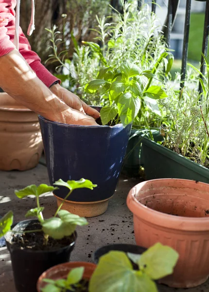 Tuinman activiteit op het zonnige balkon-herpotting de planten — Stockfoto