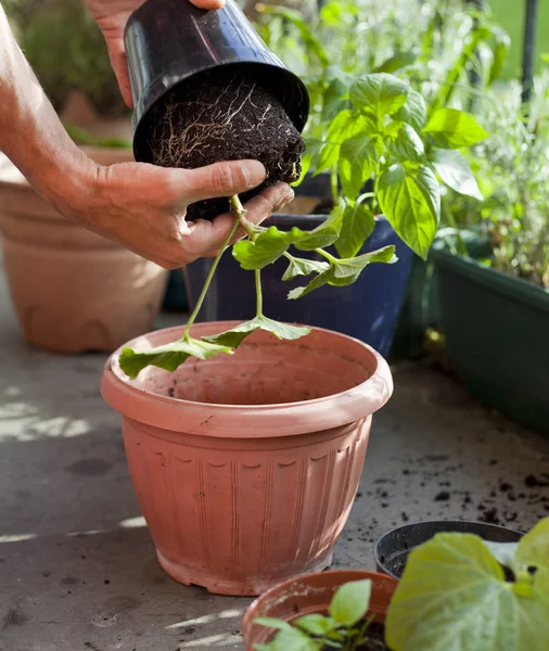 stock image Gardening activity on the sunny balcony  -  repotting the plants