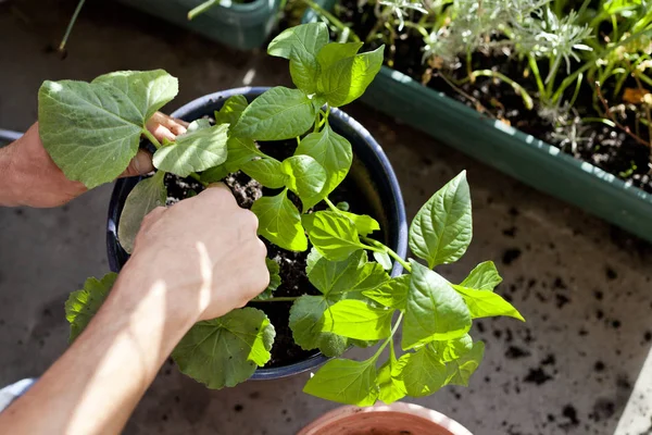 Tuinman activiteit op het zonnige balkon-herpotting de planten — Stockfoto