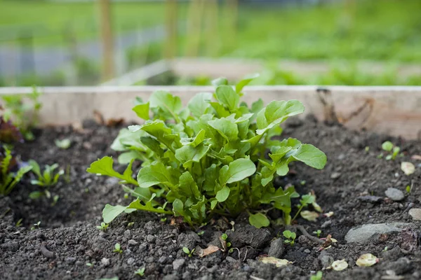 Roquette - feuilles de salade de roquette poussant dans le légume — Photo