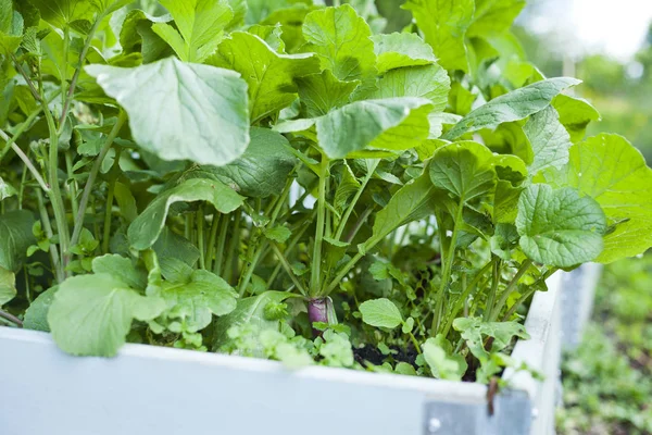 Rode lange radijs salade blad groeit in de plantaardige Ga — Stockfoto