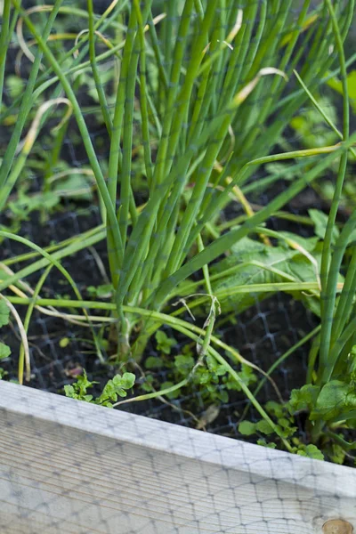 Gräslök, lök, purjolök och vitlök växer i köksträdgården Wi — Stockfoto