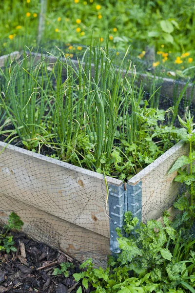 Bieslook, ui, prei en knoflook groeien in de moestuin Wi — Stockfoto