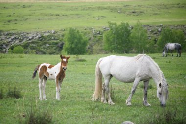 Bir yavru ve bir at bir yeşil çayır üzerinde oturmak.