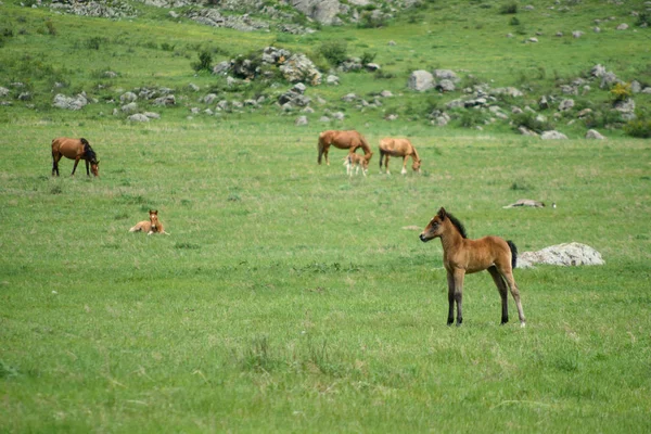 Жеребенок Лошадь Сидят Зеленом Лугу — стоковое фото