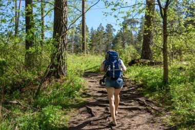 Bir kız bir sırt çantası ile orman çam ağaçları arasında size yürür. Açık gökyüzü. Güneş parlıyor, yaz.