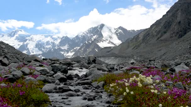 Akkem 川はベルーハ山麓の氷河から流れます 背景には トップスは雪です 手前の石の間で流れています ストリームで育つ花 — ストック動画