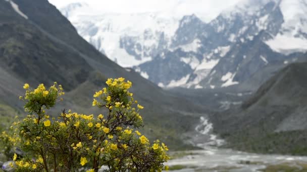 Floden Akkem Rinner Från Glaciären Vid Foten Belukha Mountain Bakgrunden — Stockvideo