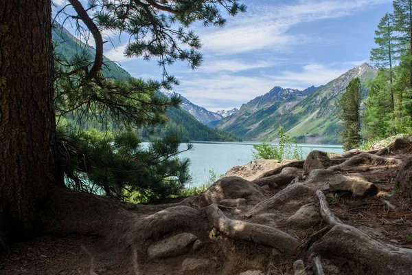 View Mountain Lake Summer Day Foreground Roots Pine Trees Altai — Stock Photo, Image