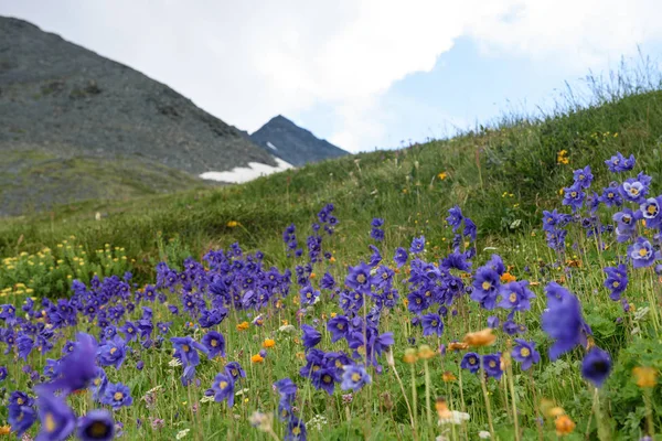 Flores Alpinas Crescem Alto Nas Montanhas Fundo Montanha Nuvens Altai — Fotografia de Stock