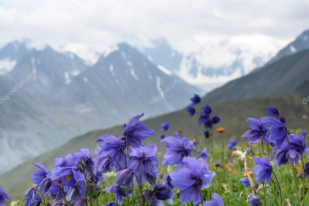 Alpine flowers grow high in the mountains in the background of the mountain and clouds. Altai, the Belukha mountain.