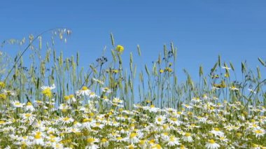 Papatya çiçeği sahada rüzgarda duyulur. Bir açık yaz günü.
