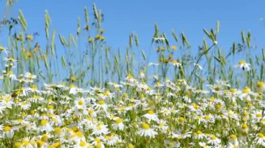 Papatya çiçeği sahada rüzgarda duyulur. Bir açık yaz günü.