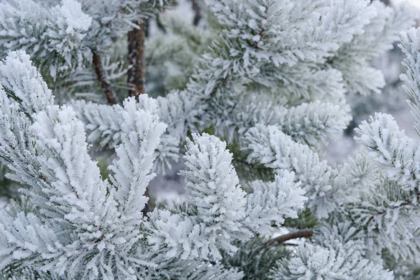 Kryształy Szron Gałęzi Sosnowych Mroźne Zimowe Wieczory — Zdjęcie stockowe