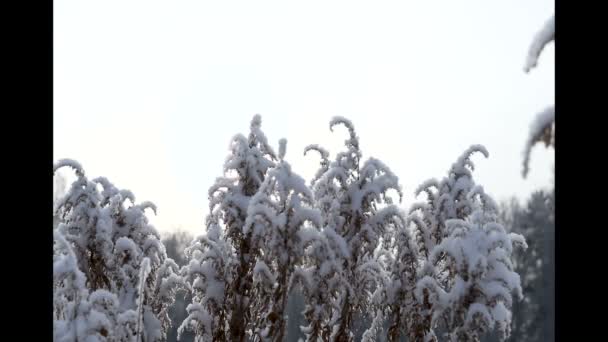凍るような冬の朝 乾いた草の霜 — ストック動画