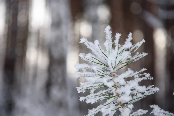松に霜の結晶 — ストック写真