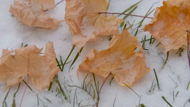 Сухой Желтый Лист Клена Зимой Лежит Снегу — стоковое видео