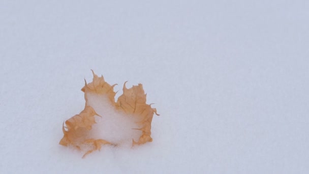 Сухой Желтый Лист Клена Зимой Лежит Снегу — стоковое видео