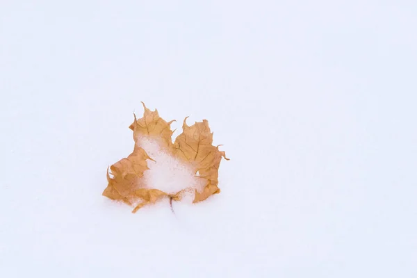 もみじの乾燥の黄色い葉は 冬雪の上 — ストック写真