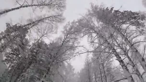 Нижний Вид Зимних Стволов Деревьев Покрытых Снегом Движении Вперед — стоковое видео