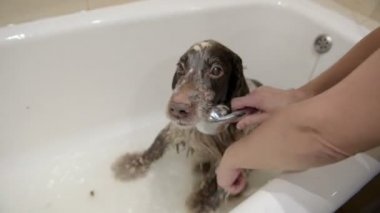 Dairede duş altında banyoda banyo spaniel köpek doğurmak.