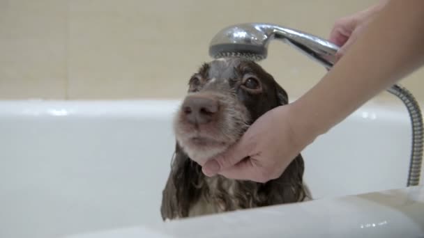 Ras Van Hond Spaniel Badend Badkamer Onder Douche Het Appartement — Stockvideo