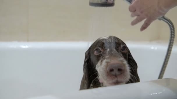 Spaniel Raza Perro Bañado Baño Bajo Ducha Apartamento — Vídeo de stock