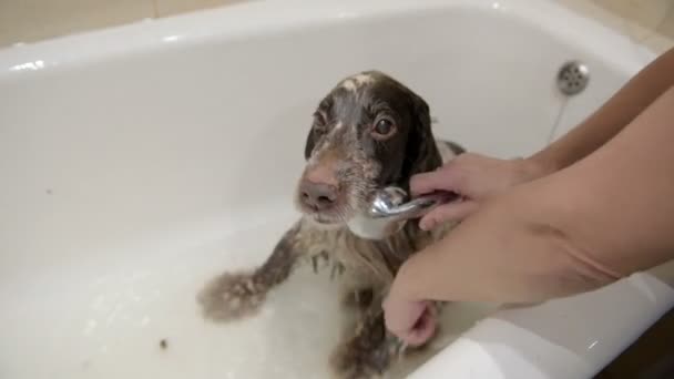Spaniel Cane Razza Bagnata Nel Bagno Sotto Doccia Appartamento — Video Stock