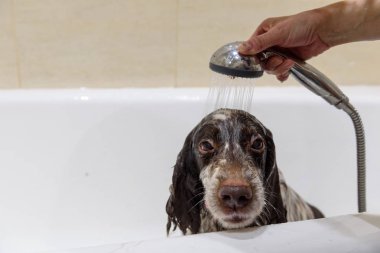 Dairede duş altında banyoda banyo spaniel köpek doğurmak.