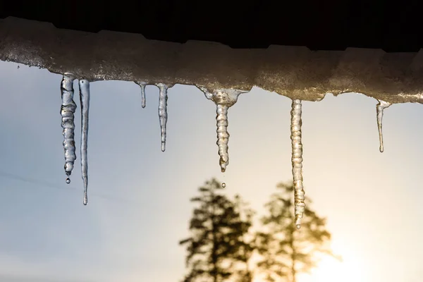 Neve Está Derretendo Água Está Pingando Das Pontas Dos Icicles — Fotografia de Stock