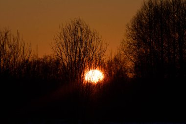 Güneş Bahar ormanının arka planına karşı yükselir, yakın çekim.