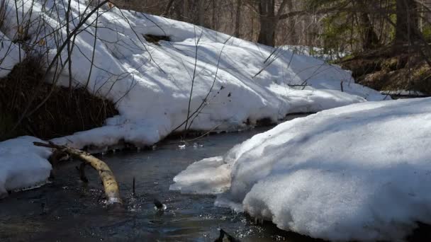春の小川が森の中を流れている 雪が降っている 鳥がさえずっている — ストック動画
