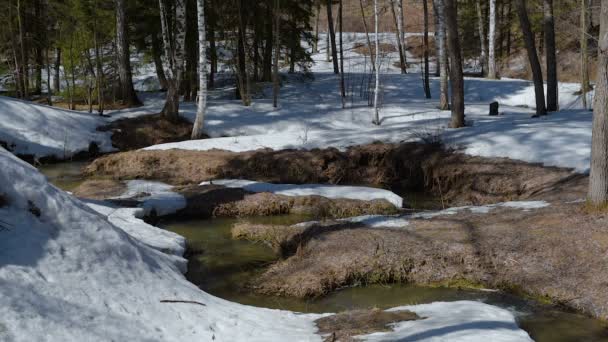 Spring Creek Flows Forest Snowing Birds Singing — Stock Video