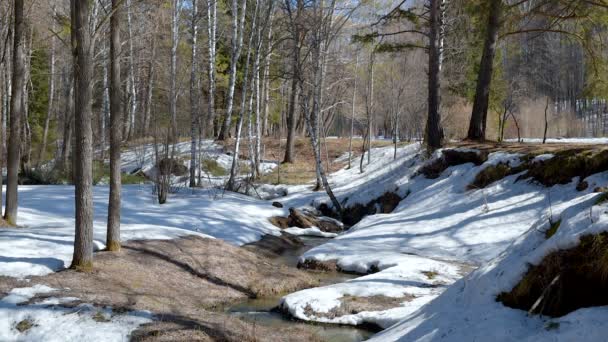 Ruisseau Spring Coule Dans Forêt Neige Les Oiseaux Chantent — Video