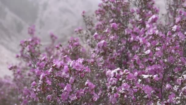 Blühender Rhododendron Sibirien Den Bergen — Stockvideo