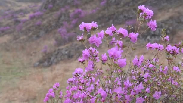 Blooming Rhododendron Siberia Mountains — Stock Video