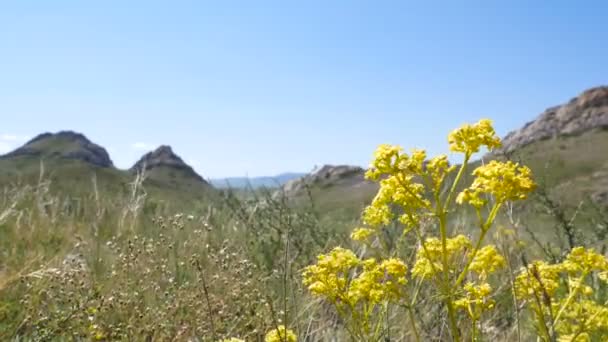 カザフスタン 丘陵地帯 低い山々に囲まれた広々とした草原 地平線の美しい眺め — ストック動画