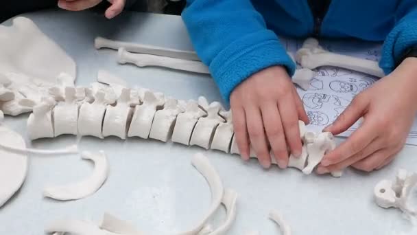 子供たちは解剖学 人類学を研究し スケルトンモデルを組み立てます 子供の手は脊柱の椎骨を集める — ストック動画