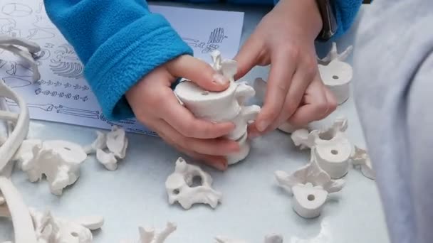 Bambini Studiano Anatomia Antropologia Assemblare Modello Scheletro Mani Dei Bambini — Video Stock