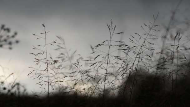Le vent balaie l'herbe contre un ciel nuageux en soirée .