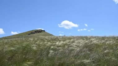 Sıcak bir yaz gününde bozkırda rüzgâr çimenleri sallıyor..