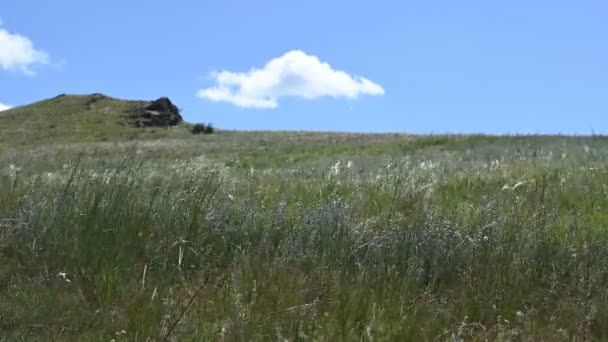 風は草原の暑い夏の日に草を揺らす — ストック動画