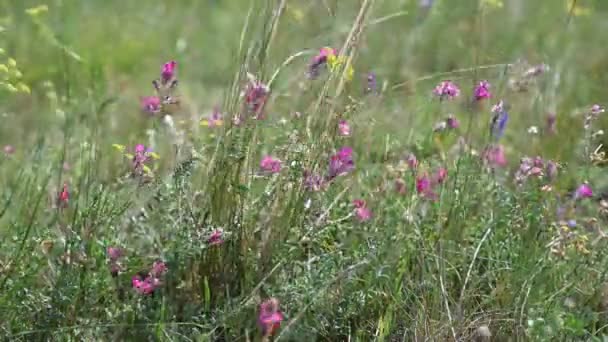 Der Wind Wiegt Das Gras Einem Heißen Sommertag Der Steppe — Stockvideo