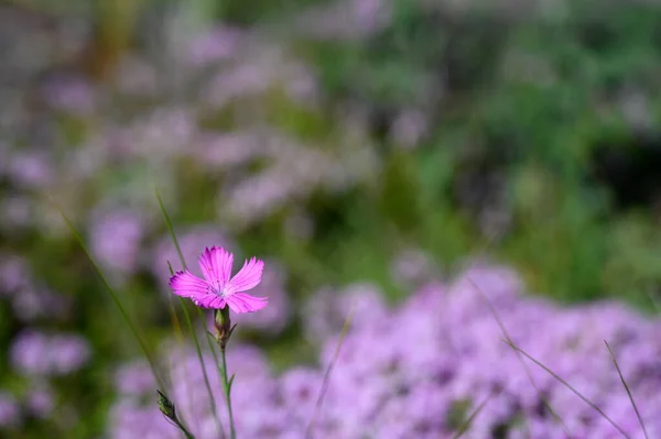 Pink wild carnation flower growing on alpine meadow