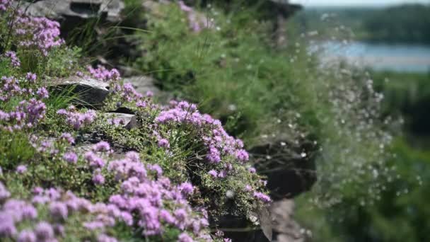 Fleurs Thym Rose Poussent Sur Flanc Montagne Par Une Journée — Video