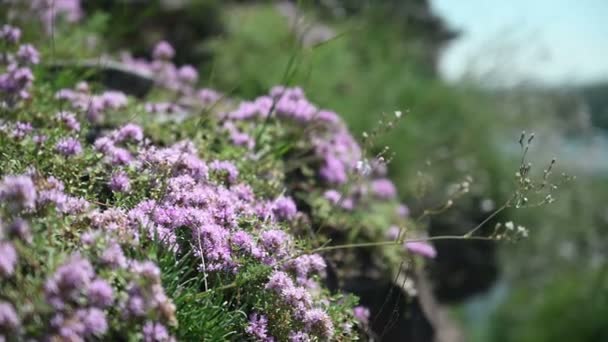 阳光灿烂的日子里 粉红的百里香花长在山坡上 — 图库视频影像