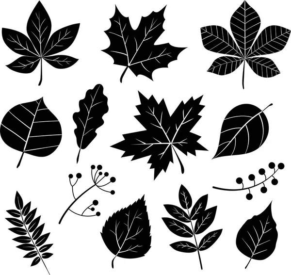 Set of silhouettes of leaves — Stock Vector