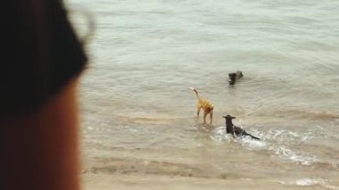 Sabahları balkonda mavi deniz manzaralı kahve ya da çay içen yalnız bir kadın. Köpekler deniz suyunda oynuyor.